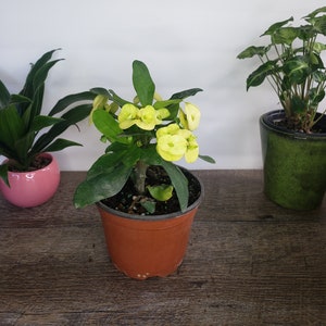 Crown of thorn live plant, yellow euphorbia milii flowering cactus, full sun outdoor blooming plant  | 2 plants required per order |