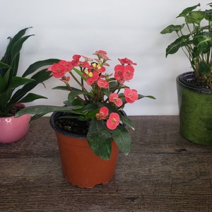 Crown of thorn live 5 plant , pink euphorbia milii flowering cactus, full sun outdoor blooming plant 2 plants required per order image 2