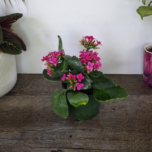 LIVE Blooming Kalanchoe blossfeldiana plant 4.5 pot, flaming katy flowering Kalanchoes, Live potted plant, 2 item minimum on orders image 5