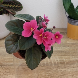 Rosa 50 African Violet live plant, young starter in a 4&quot; pot | Pink Violet | 2 plants required per order |