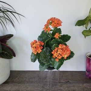 LIVE Blooming Kalanchoe blossfeldiana plant 4.5 pot, flaming katy flowering Kalanchoes, Live potted plant, 2 item minimum on orders Orange