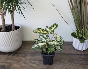 indoor plant pot with stand GREENSTELL Plant Stand with Grow Lights, Half Moon 7 Tiered Metal Plan   Greenstell