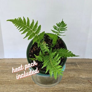 Tree Fern plant in a 6" pot, small tropical starter tree | 2 plants required per order |