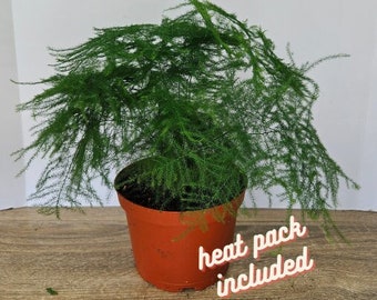 shipping not included Asparagus Plumosa live Fern plant in a 6" pot | 2 plants required per order |