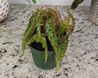 Live Begonia plant amphioxus 4" pot, Red Spotted Begonia plant, Red edge Begonia *2 Plant Minimum on all orders* second item can be any item