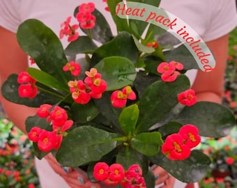 Crown of thorn live plant, red euphorbia milii flowering cactus, full sun outdoor blooming plant | 2 plants required per order