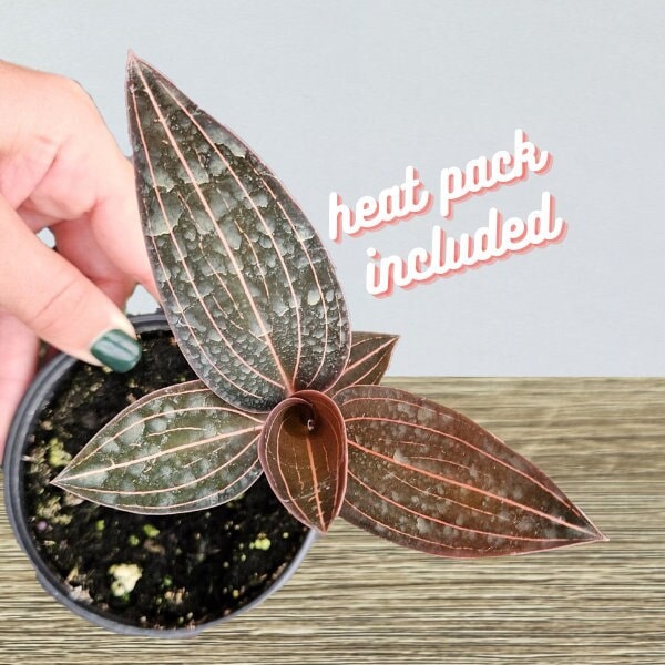 LIVE Black Jewel orchid plant in a 4" pot, rare indoor tropical houseplant | 2 plants required per order