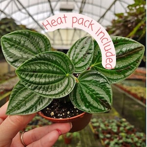 Dragon Skin Peperomia plant in a 4" pot, dragon skin live plant, variegated green silver textured leaves | 2 plants required per order |