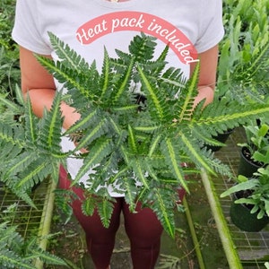 East Indian Holly fern plant variegated live fern plant Arachniodes simplicior 'Variegata' in a 4 pot 2 plants required per order image 1