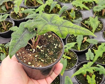 Alocasia Jacklyn in a 4" pot Pink Stem Tandurusa Sport Wild Jewel Elephant Ear | 2 plants required per order |