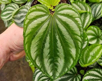 Peperomia ecuador live plant in a 4" pot | 2 plants required per order |