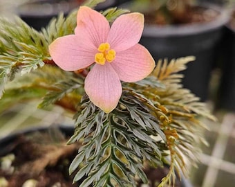Begonia bipinnatifida live plant in a 4" pot, Fern moss like begonia plant | 2 plants required per order |