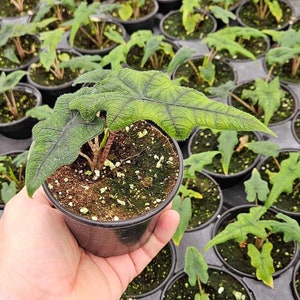 Alocasia Jacklyn in a 4&quot; pot Pink Stem Tandurusa Sport Wild Jewel Elephant Ear | 2 plants required per order |