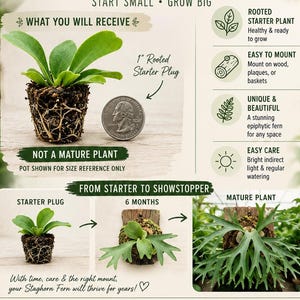 May include: An informational graphic for a Staghorn Fern starter plant. It displays a small rooted plant next to a US quarter for scale, labeled as a 1-inch rooted starter plug. The graphic illustrates the growth progression from a starter plug to a mature plant over 6 months, including care instructions and plant features.