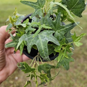 English Ivy live plant , Shamrock Green Ivy plant | 2 plants required per order |