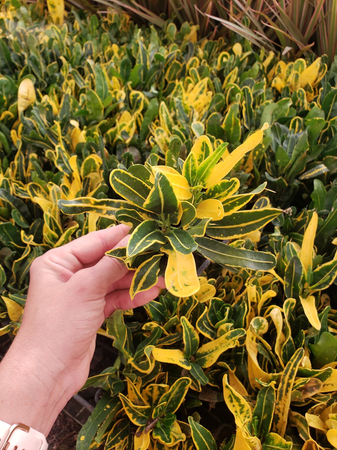 Croton Banana 3 pot live yellow croton plant Codiaeum Etsy