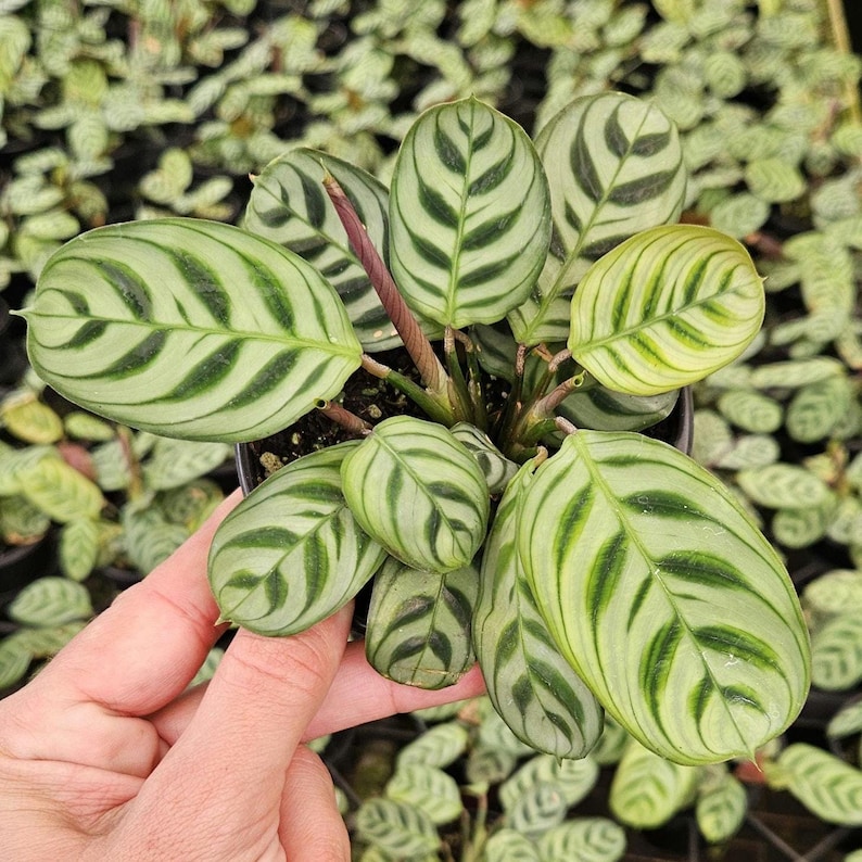 Ctenanthe burle-marxii