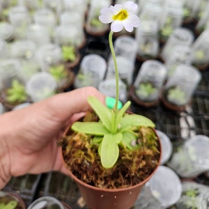 May include: A small potted plant with a white flower with a yellow center. The plant has light green leaves and is in a brown pot. The background shows other plants in clear containers.