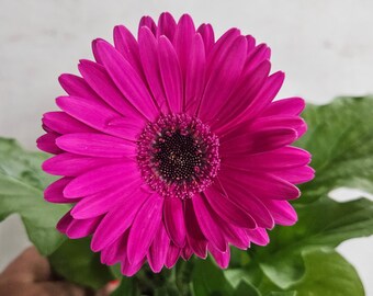 Currently Blooming Gerbera Daisy plant 5" pot, Daisy plant  | 2 plants required per order |