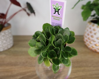 Harmony's Glacier African Violet Plant: Semi-Miniature Violet, 2" Pot