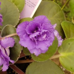 Arctic Bliss African Violet live plant, young pre-finished starter in a 4&quot; pot | 2 plants required per order |
