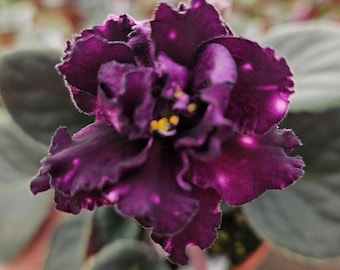 AE Milky Way African Violet live plant, young pre-finished starter in a 4" pot | 2 plant minimum order required |