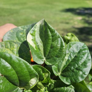 Variegated Peperomia plant Rana Verda, peperomia in a 4&quot; pot, variegation can vary from plant to plant *2 item minimum per orders*