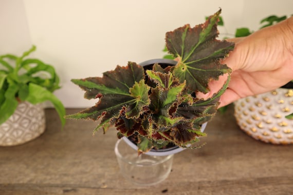 4' pot Rare Rex Begonia Rumba live plant 