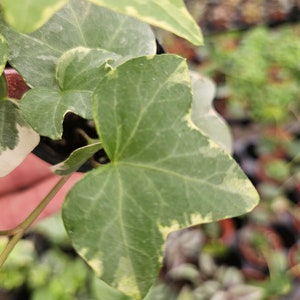 Variegated English Ivy live plant in a miniature 2&quot; pot | 2 plants required per order |
