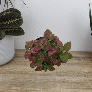 Hypoestes Splash Plant : A small polka dot plant with vibrant green leaves covered in dense pink speckles, potted in a clear cylindrical container. The plant features numerous oval-shaped leaves with a distinct mottled pattern, showcasing a bright contrast between the deep pink spots and the underlying green foliage.