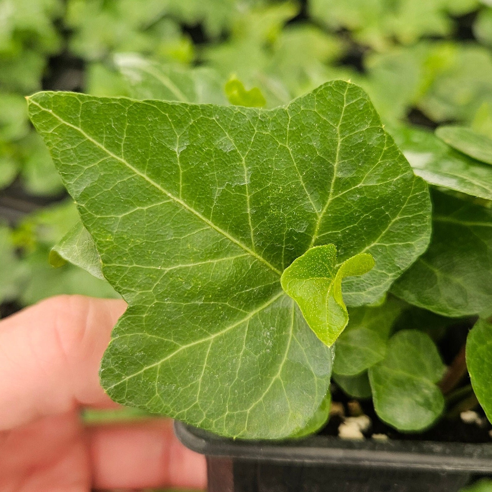 Elegant English Ivy Topiary: Round Shape, Live Variegated