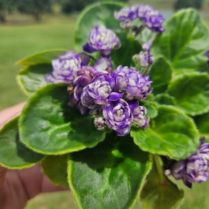 Currently Blooming African Violet live plant in a 4&quot; pot | Purple Rosette Violet | 2 plants required per order |