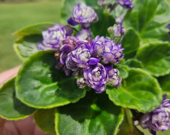 May include: Close-up of a vibrant African violet plant with clusters of purple and white flowers. The plant has large, green, velvety leaves. The background is a blurred view of a green field and trees under a blue sky.