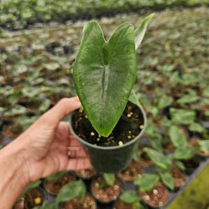 May include: A set of three ceramic mugs with a speckled, matte finish. The mugs are in shades of cream, light gray, and dark gray. Each mug has a simple, minimalist design, suitable for coffee or tea.