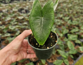 Alocasia Zebrina in a 4" pot live plant , variegated stem alocasia | 2 plants required per order |