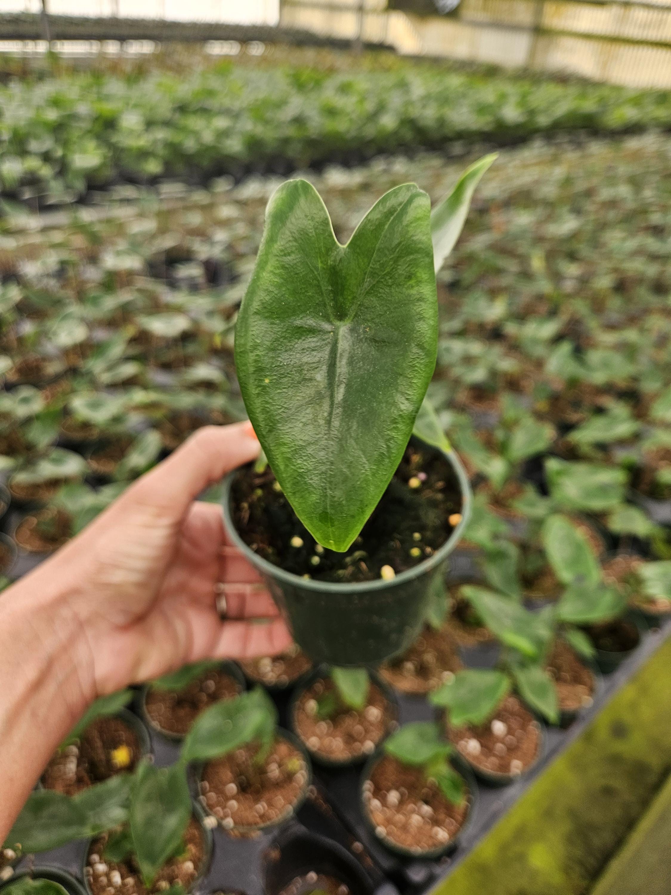 wie kann man aloe vera aufbewahren Reiner Bio Aloe Vera Saft