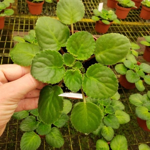 May include: A close-up of a green African violet plant with round, textured leaves. The plant is in a small brown pot, with several other plants in similar pots visible in the background. The leaves are a vibrant green colour.