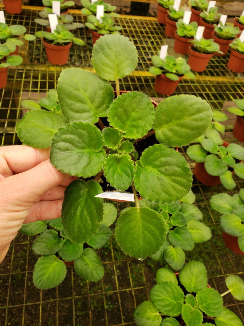 May include: A close-up of a green African violet plant with round, textured leaves. The plant is in a small brown pot, with several other plants in similar pots visible in the background. The leaves are a vibrant green colour.