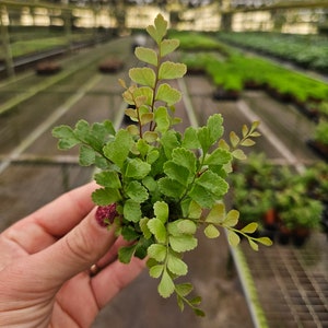 Rosy Maidenhair Fern – Live Plant in miniature 2” Pot, Gorgeous Fern for Indoor Spaces, Easy Care, Perfect Gift, 2 Plants Minimum"