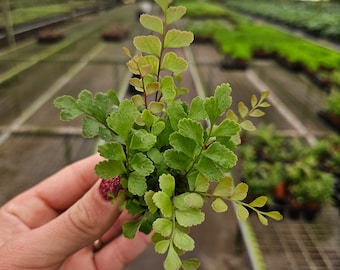 Rosy Maidenhair fern Live plant in a Miniature 2" pot | 2 plants required per order |