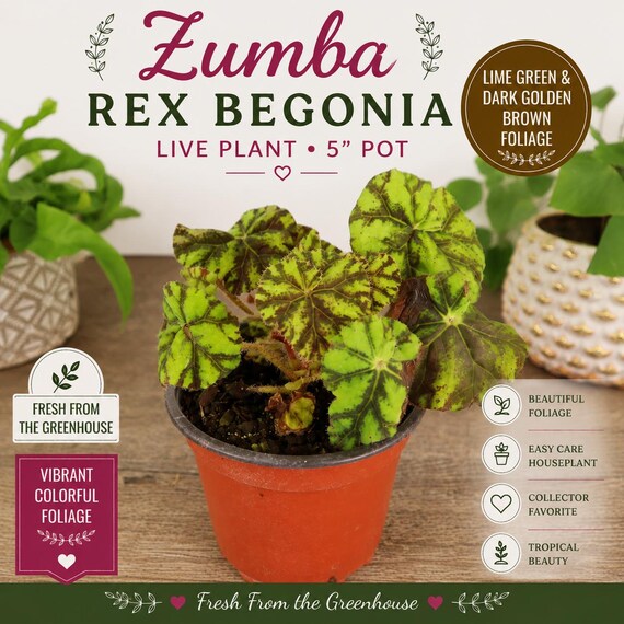 Zumba Rex Begonia Live Plant 4" Pot | Colorful Begonia Houseplant | Rare Indoor Plant | Easy Care Tropical Foliage Plant
