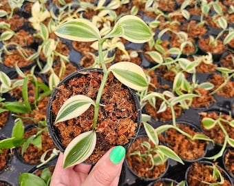 Vanilla plantifolia in a 4&quot; pot, live edible super varigated vanilla plant  | 2 plants required per order |