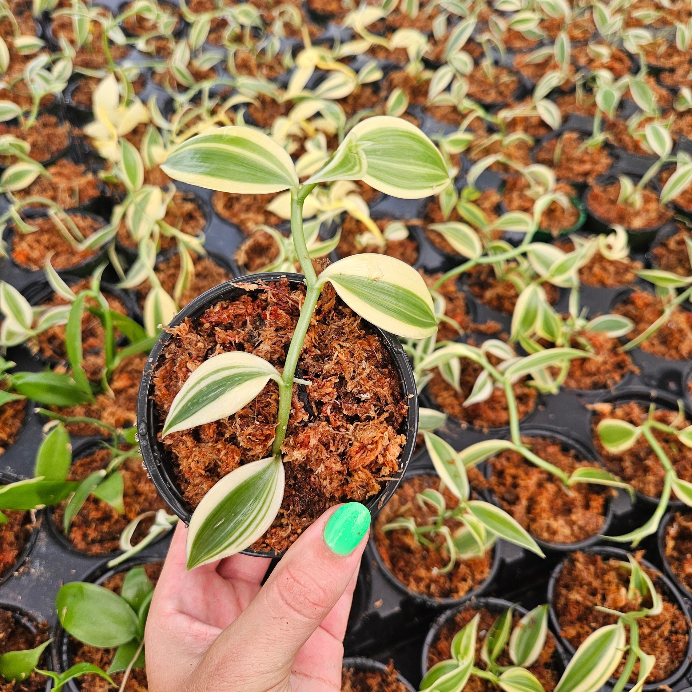 aglaonema aurora siam Aglaonema sp. 'Siam Aurora'