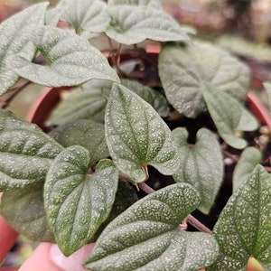 Piper Silver Fleck 4&quot; pot, live piper spotted green textured leaves *2 item minimum on orders*