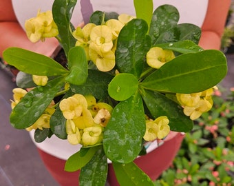 Crown of thorn live plant, yellow euphorbia milii flowering cactus, full sun outdoor blooming plant  | 2 plants required per order |