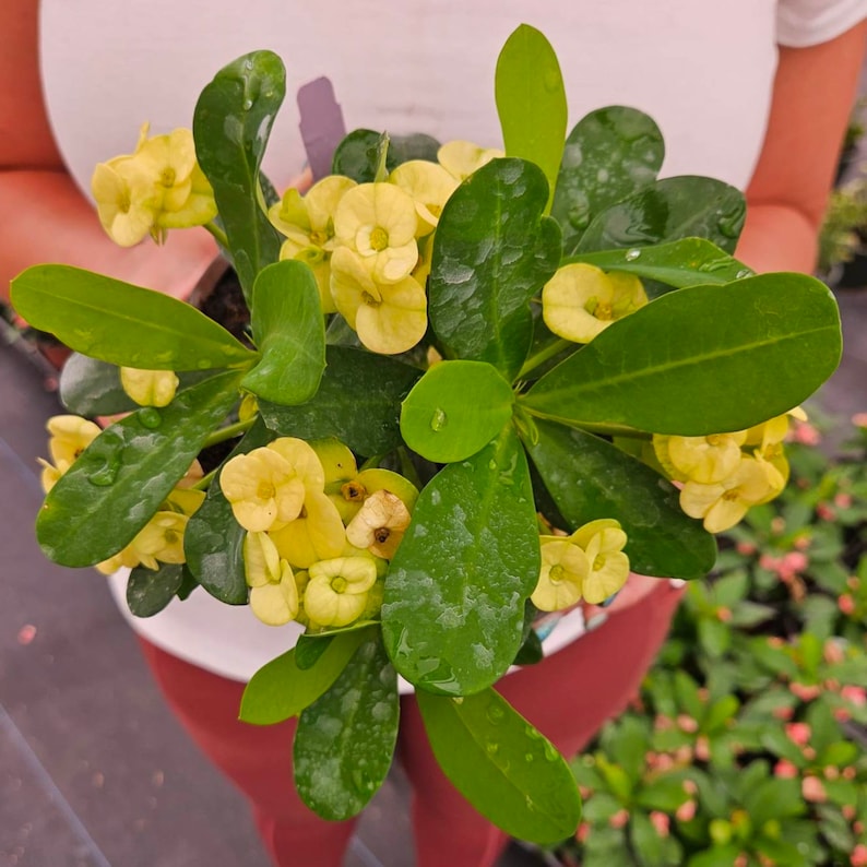 Crown of Thorn Live Plant