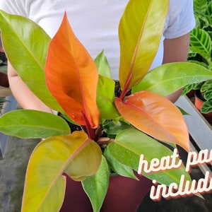 Prince of Orange Philodendron plant in a 4" pot, philodendron live plant, orange tropical houseplant | 2 plants required per order |
