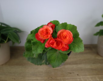 CURRENTLY BLOOMING Orange Begonia plant Rieger Begonia flowering plant 5" pot, blooming tuberous Begonia  | 2 plants required per order |