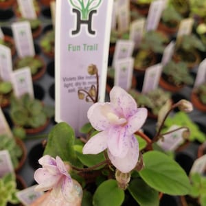 Fun Trail Mini African Violet live plant in a miniature 2&quot; pot | 2 plants required per order |