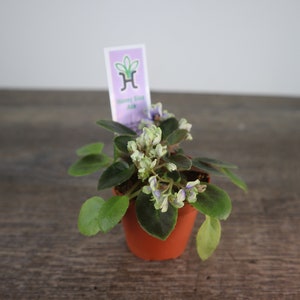 Honey Blue Ace Mini African Violet live plant in a 2&quot; pot, Miniature Semidouble *2 item minimum on orders*